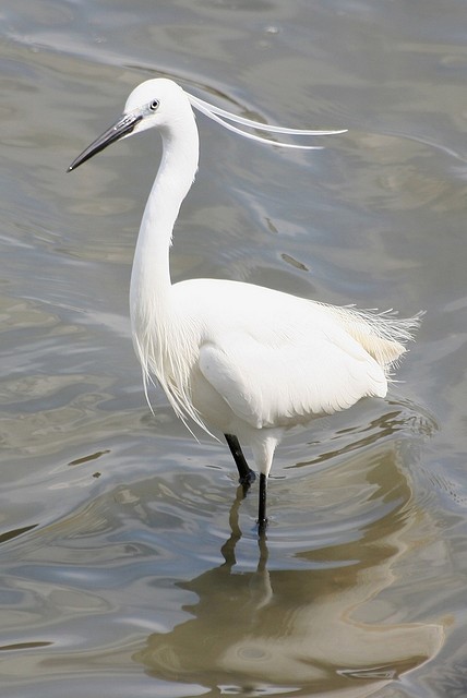 aigrette