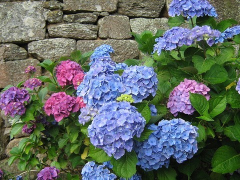 hortensia